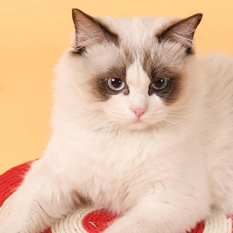 Klösbräda formad som kaktus för katt Crazy catlady shop